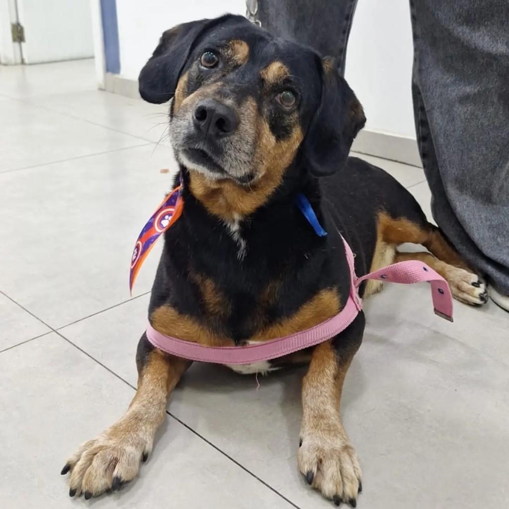 Mário, cachorro de porte médio para adoção em Niterói - RJ