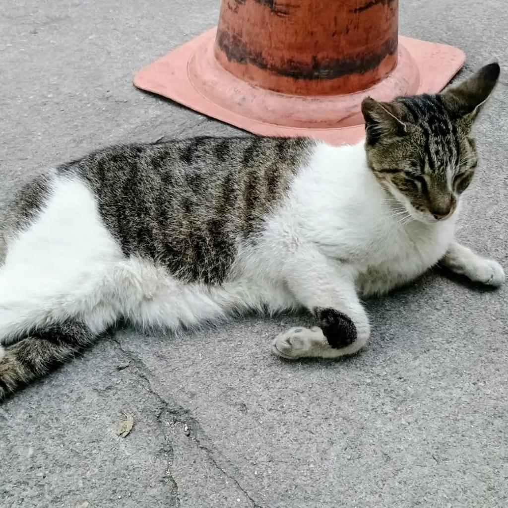 Natal, gato de porte médio para adoção em Niterói - RJ