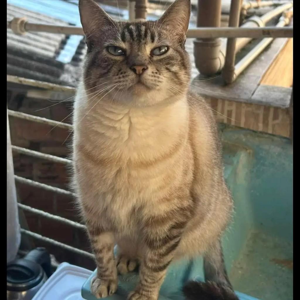 Penélope, gata de porte médio para adoção em Rio de Janeiro - RJ