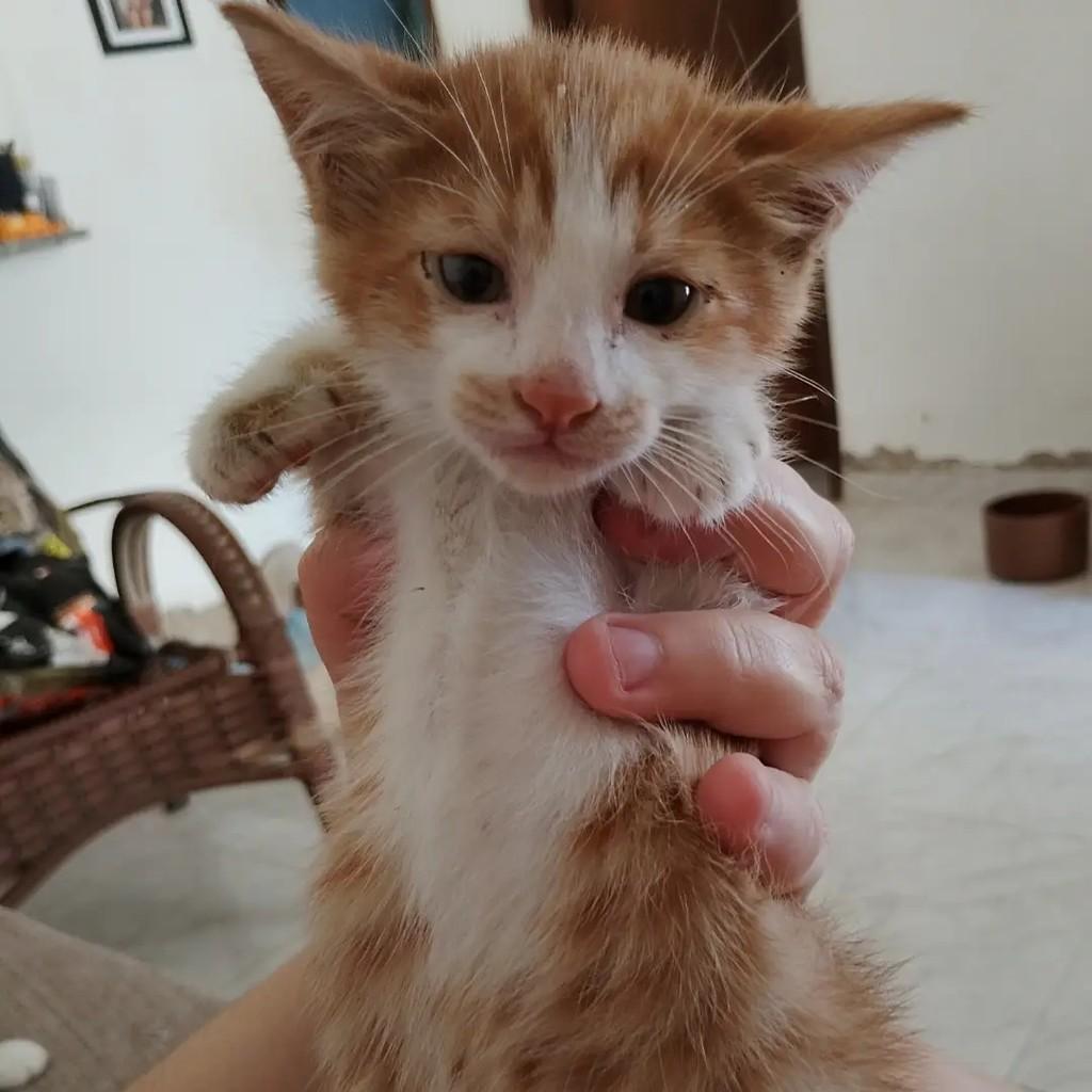 Leozinho, gato de porte pequeno para adoção em Niterói - RJ