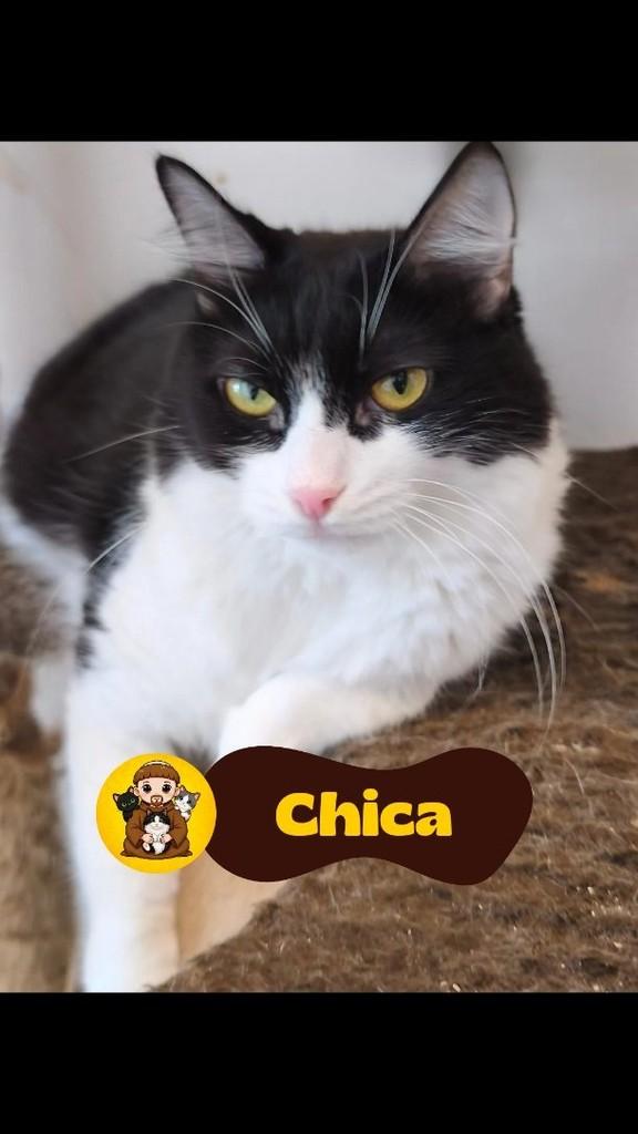 Chica, gata para adoção em Rio de Janeiro - RJ