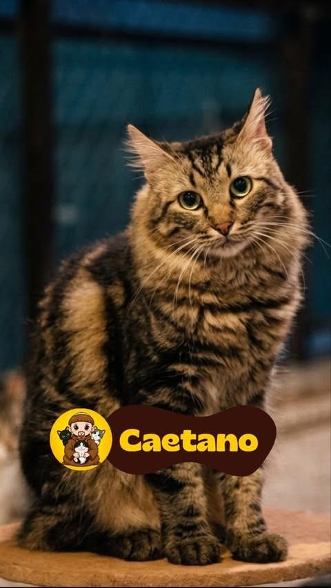 Caetano, gato de porte médio para adoção em Rio de Janeiro - RJ