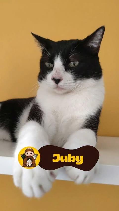 Juby, gato de porte médio para adoção em Rio de Janeiro - RJ
