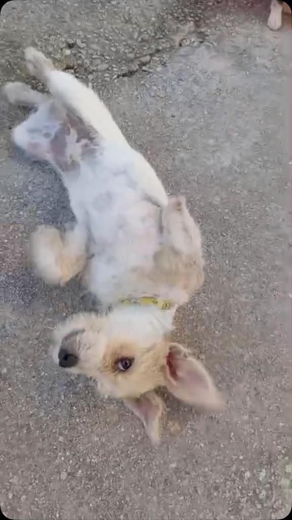 Filhotinha, cachorro de porte pequeno para adoção em Porto Seguro - BA