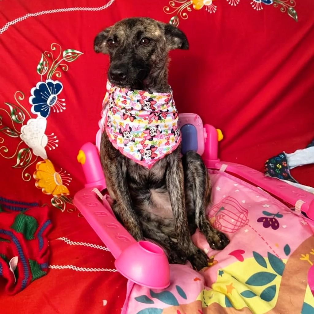 Tigresa, cadela de porte pequeno para adoção em Porto Alegre - RS