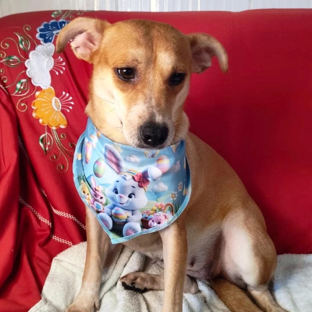 Lupita, cadela de porte médio para adoção em Porto Alegre - RS