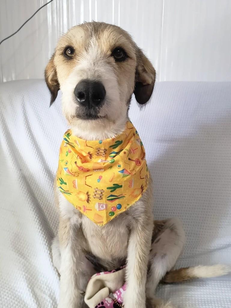 Lui, cachorro de porte médio para adoção em Porto Alegre - RS