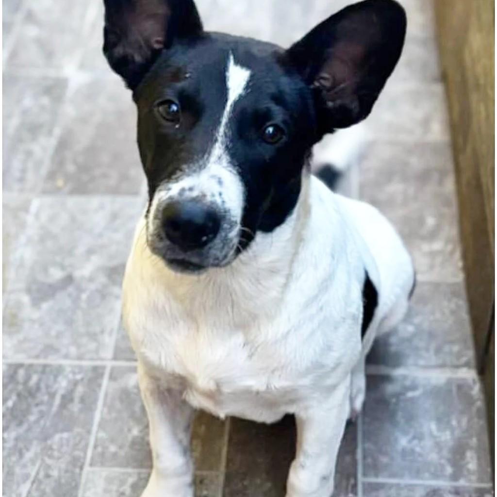 Pintado, cachorro de porte médio para adoção em Cachoeirinha - RS