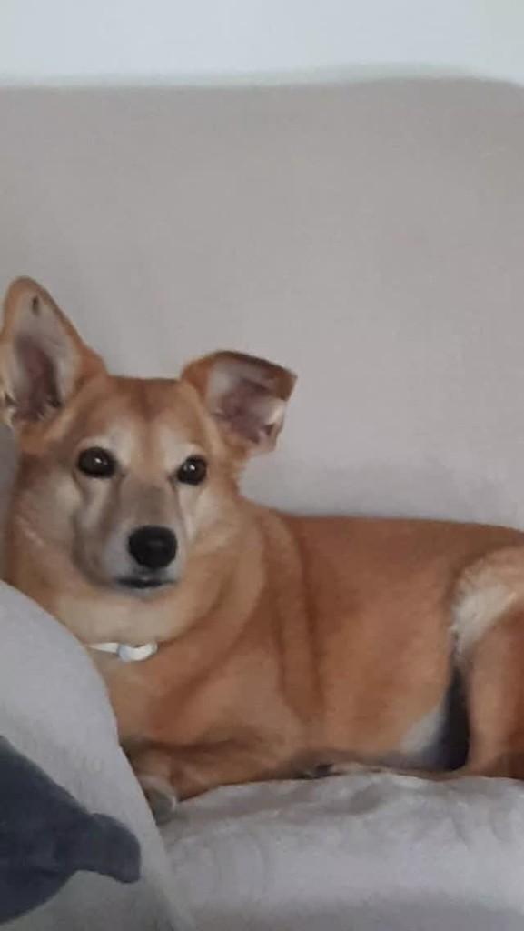 Mafalda, cachorro de porte pequeno para adoção em Porto Alegre - RS
