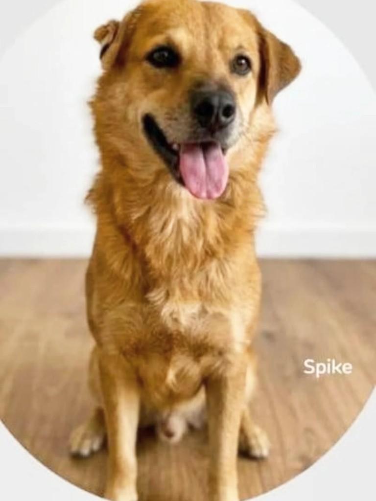Spike, cachorro de porte médio para adoção em Gravataí - RS