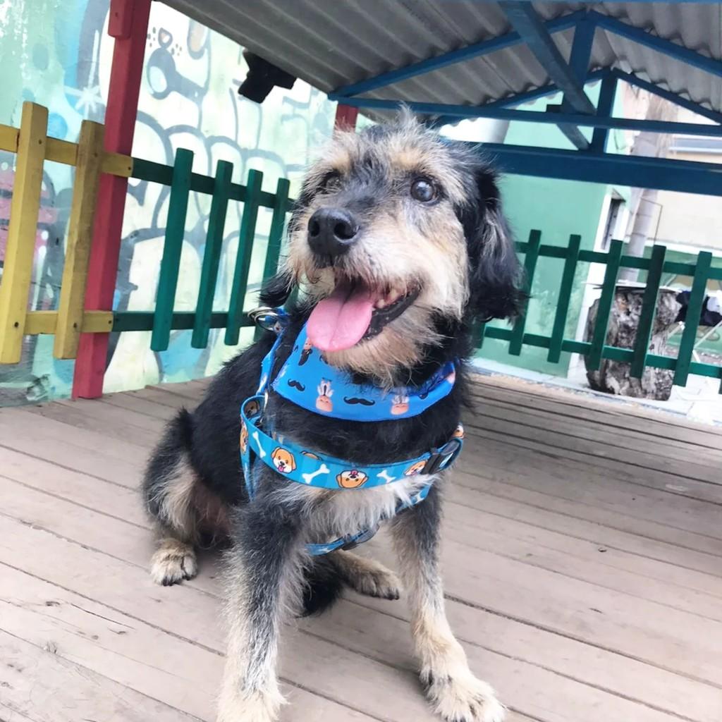 Fiapo, cachorro de porte pequeno para adoção em Porto Alegre - RS