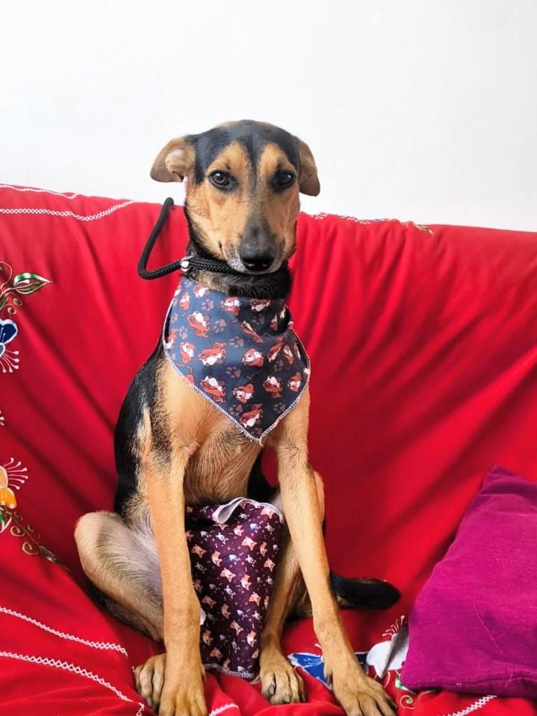 Zeus, cachorro de porte médio para adoção em Porto Alegre - RS