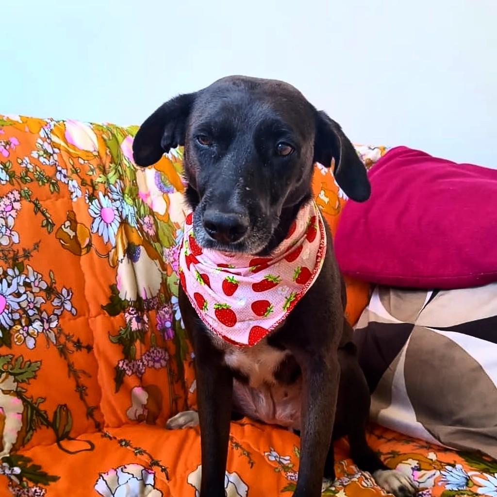 Sofia, cachorro de porte médio para adoção em Porto Alegre - RS