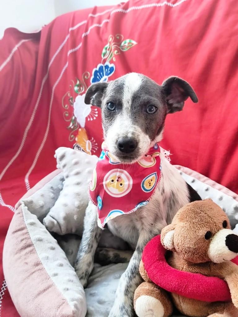Rai, cachorro de porte médio para adoção em Cachoeirinha - RS