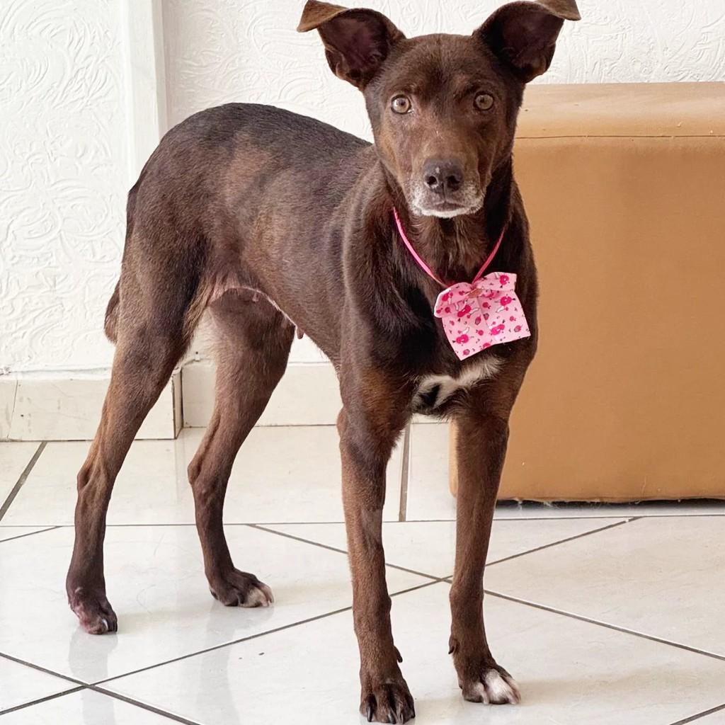 Cacau, cachorro de porte médio para adoção em Torres - RS
