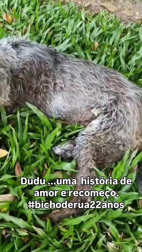 Dudu, cachorro de porte médio para adoção em Porto Alegre - RS
