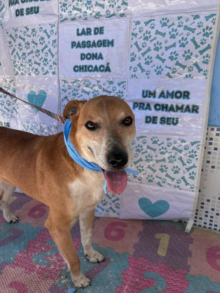 Caramelo, cachorro de porte médio para adoção em Canoas - RS