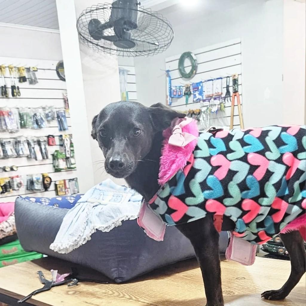 Lilica, cadela de porte pequeno para adoção em Torres - RS