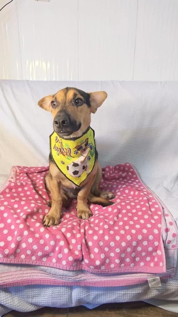 Apolo, cachorro de porte médio para adoção em Porto Alegre - RS