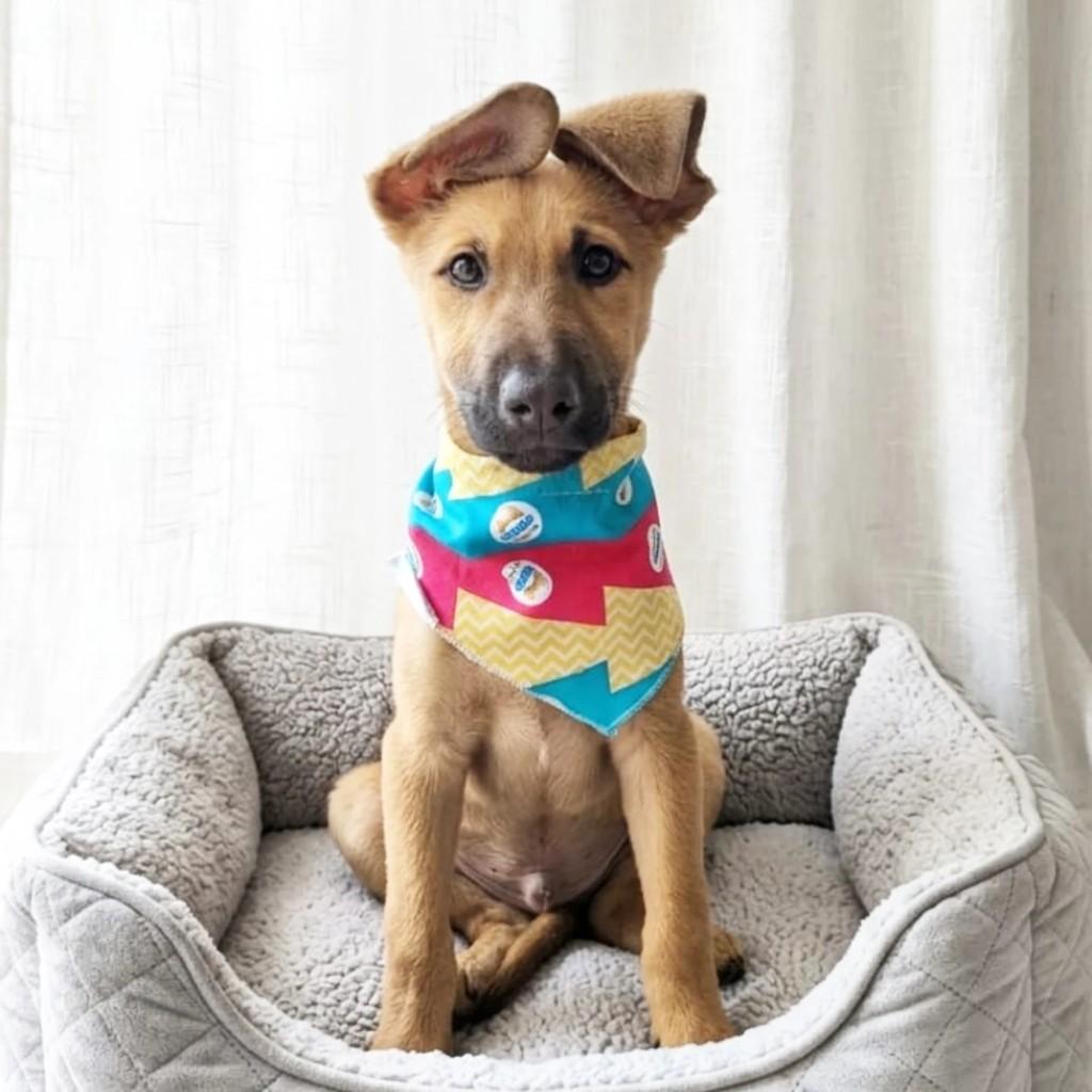Rex, cachorro de porte médio para adoção em Cachoeirinha - RS