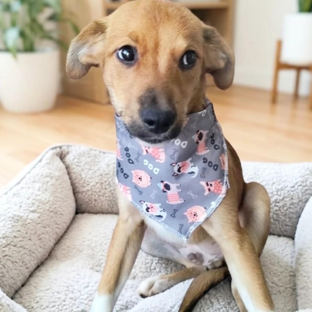 Bidu, cachorro de porte pequeno para adoção em Cachoeirinha - RS