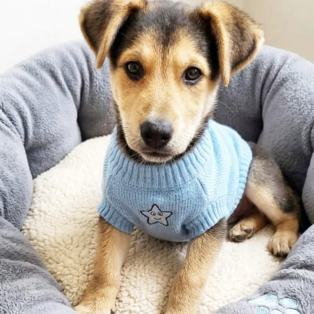 Dante, cachorro de porte pequeno para adoção em Canoas - RS