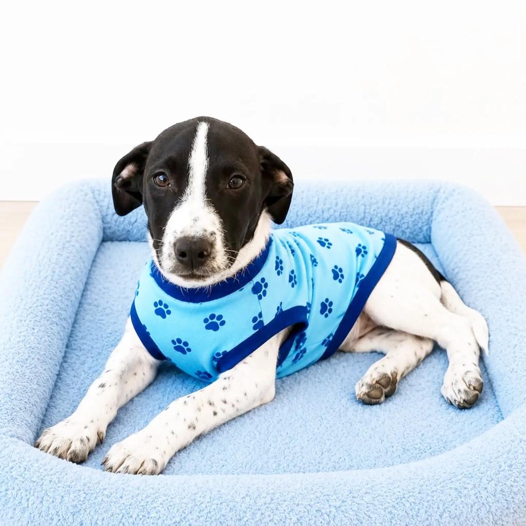 Zezinho, cachorro de porte médio para adoção em Cachoeirinha - RS