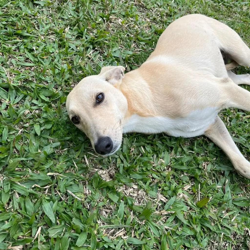Cachorrinha, cadela de porte pequeno para adoção em Porto Alegre - RS