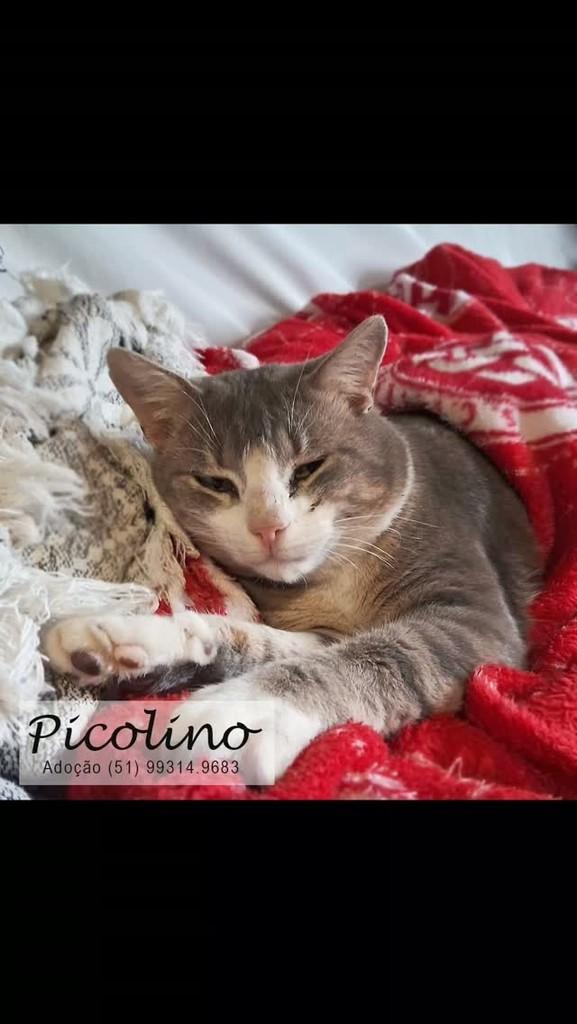Picolino, gato de porte pequeno para adoção em Porto Alegre - RS