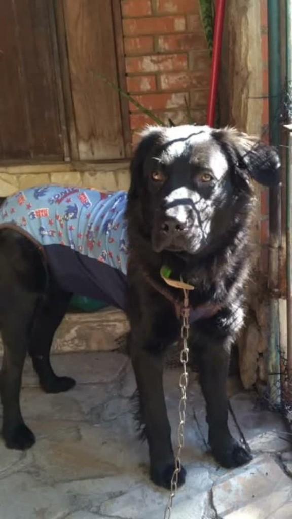 Tião, cachorro de porte grande para adoção em Porto Alegre - RS