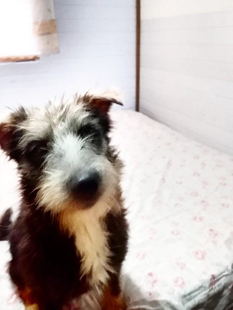 Noah, cachorro de porte pequeno para adoção em Porto Alegre - RS