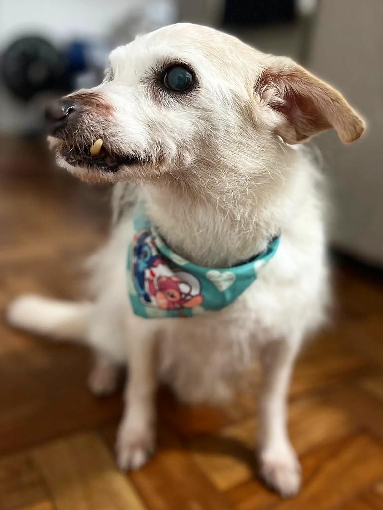 Jurandir, cachorro de porte pequeno para adoção em Porto Alegre - RS