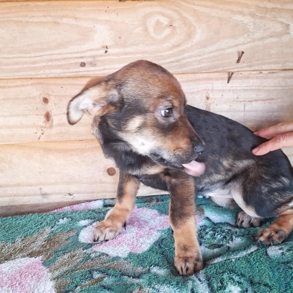 Chiquinha, cachorro de porte pequeno para adoção em Porto Alegre - RS