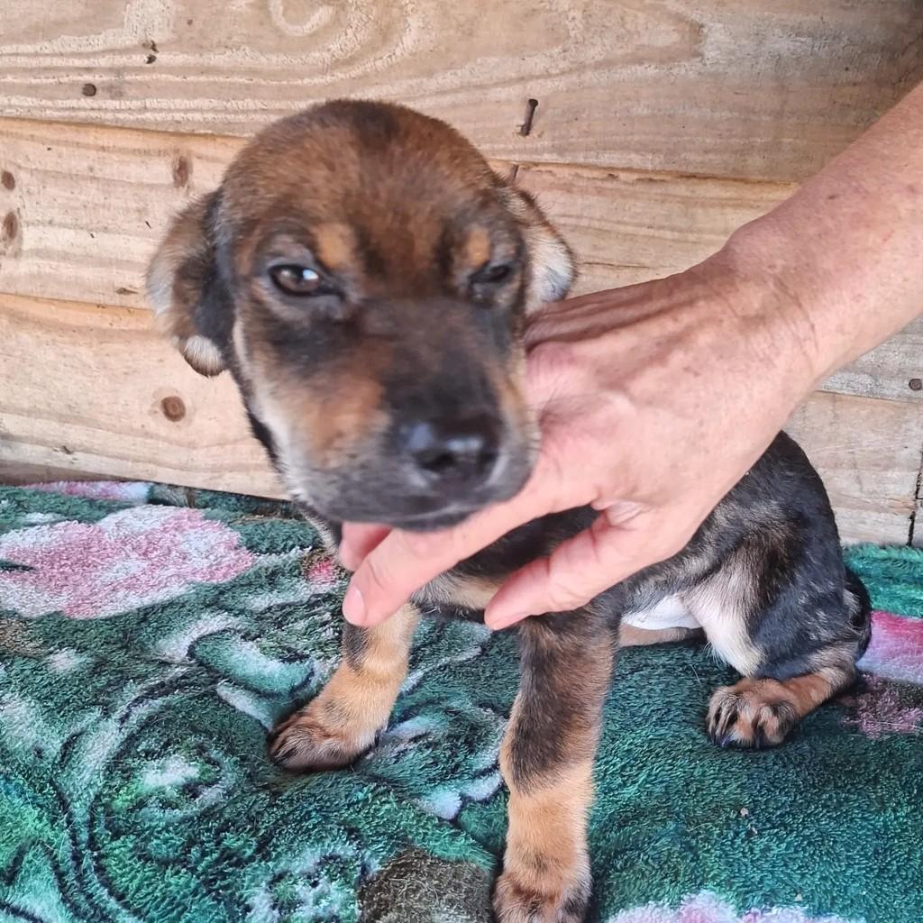 Chiquinha, cachorro de porte pequeno para adoção em Porto Alegre - RS — foto 2 de 3