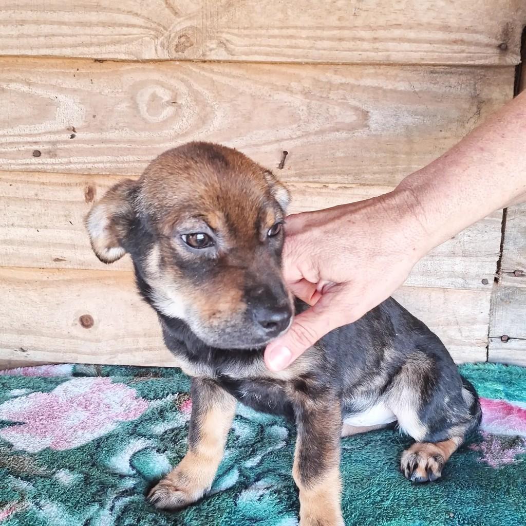 Chiquinha, cachorro de porte pequeno para adoção em Porto Alegre - RS — foto 3 de 3