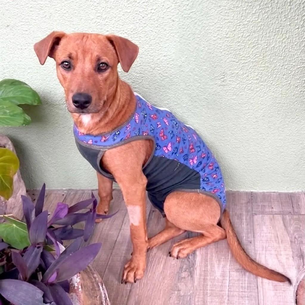 Bella, cadela de porte médio para adoção em Porto Alegre - RS