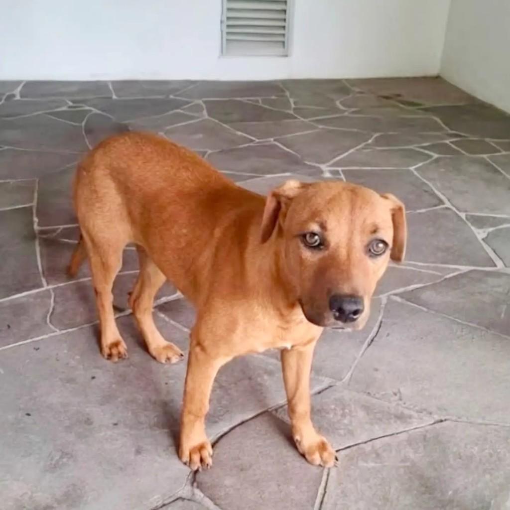 Bella, cadela de porte médio para adoção em Porto Alegre - RS — foto 2 de 7