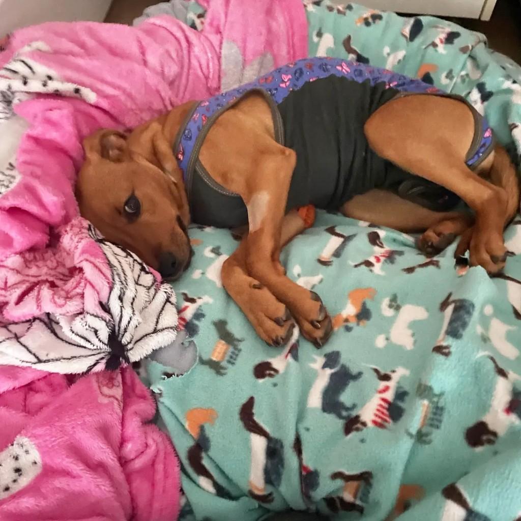 Bella, cadela de porte médio para adoção em Porto Alegre - RS — foto 3 de 7