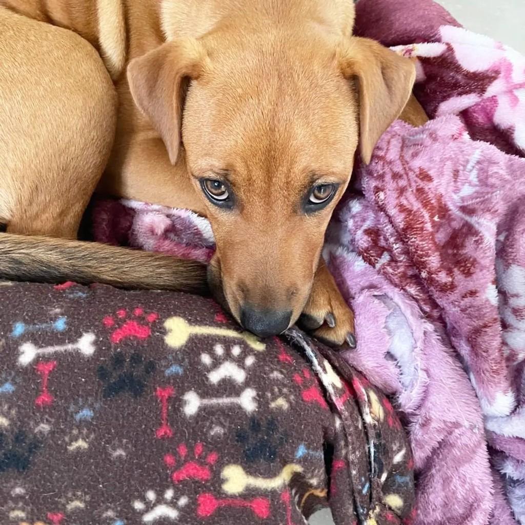 Bella, cadela de porte médio para adoção em Porto Alegre - RS — foto 5 de 7