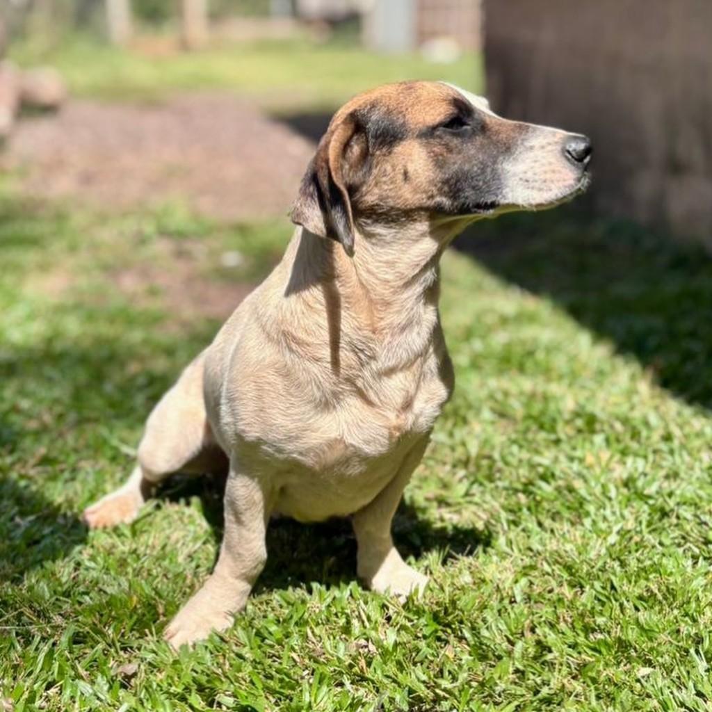 Nanico, cachorro de porte médio para adoção em Marmeleiro - PR