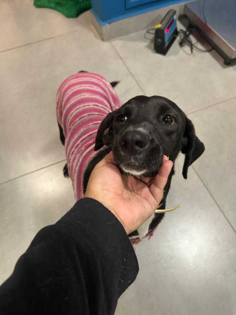 Aninha, cadela de porte médio para adoção em Mirassol - SP
