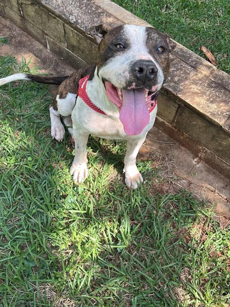 Meninão, cachorro de porte médio para adoção em Potirendaba - SP