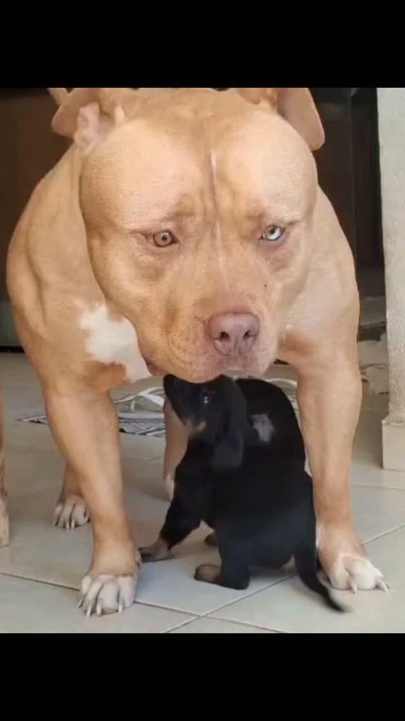 Azaf, cachorro de porte médio para adoção em Potirendaba - SP