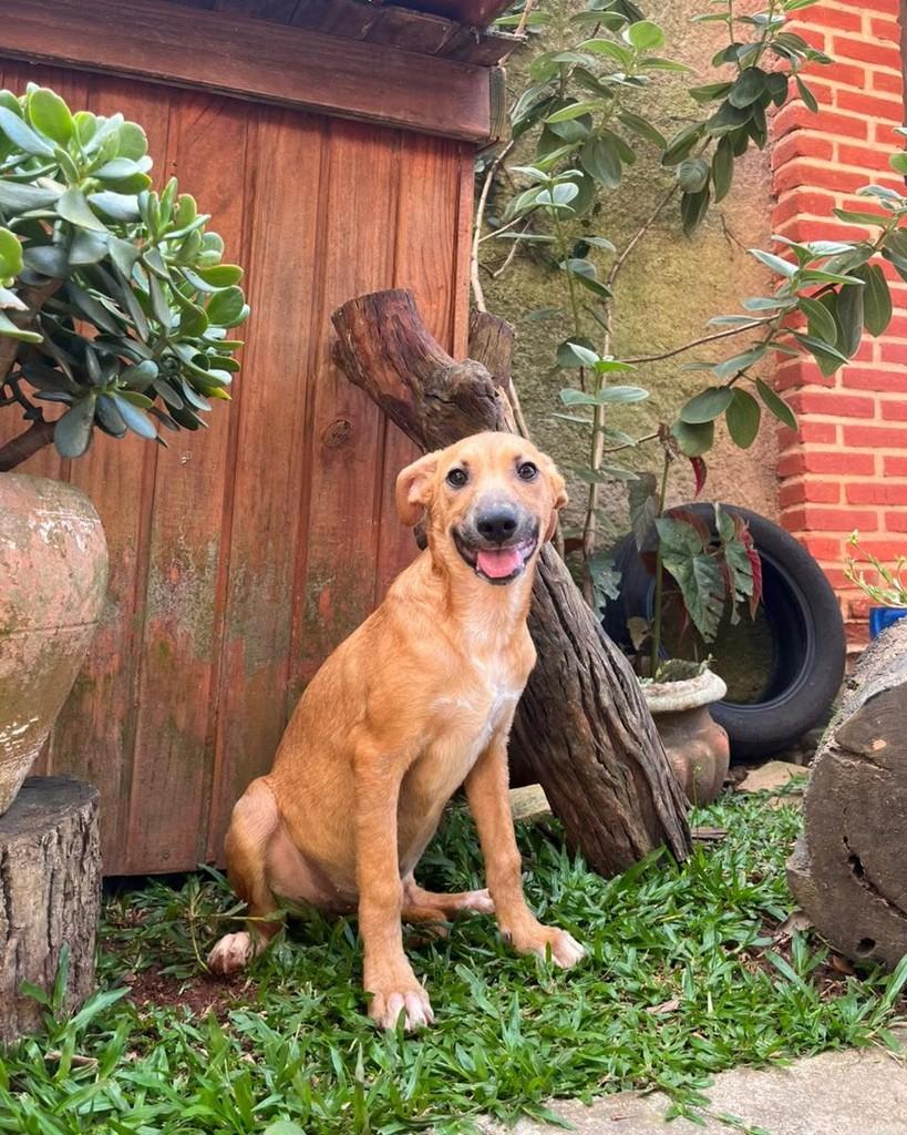 Amendoim, cachorro de porte médio para adoção em São Paulo - SP