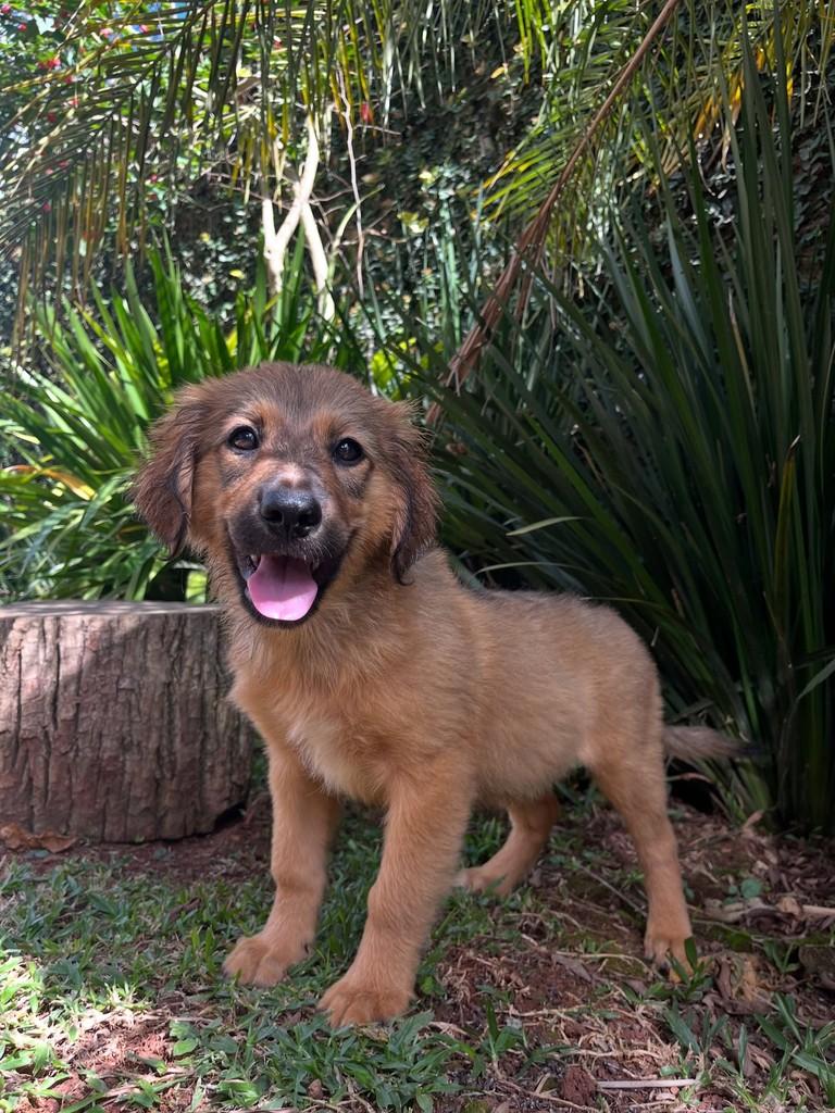 Beethoven, cachorro para adoção em Atibaia - SP