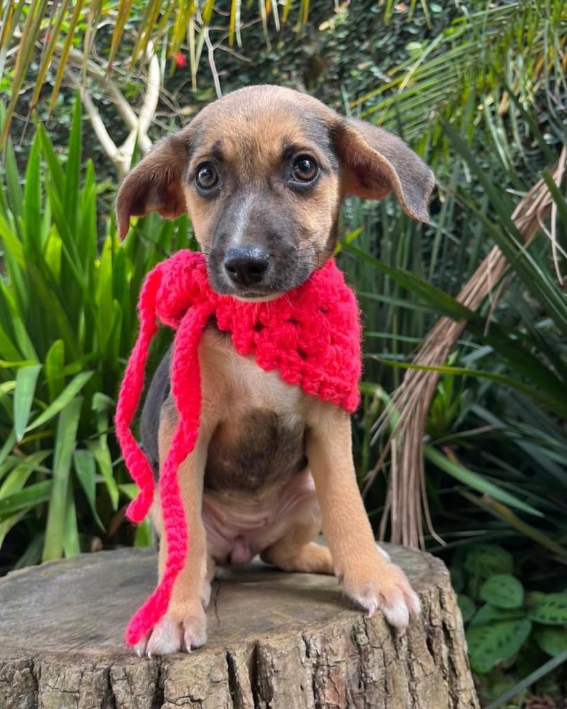 Titica, cachorro de porte pequeno para adoção em Atibaia - SP