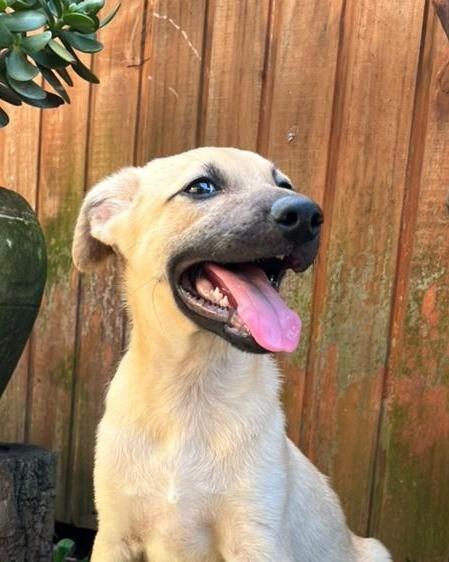 Paçoca, cachorro de porte médio para adoção em São Paulo - SP
