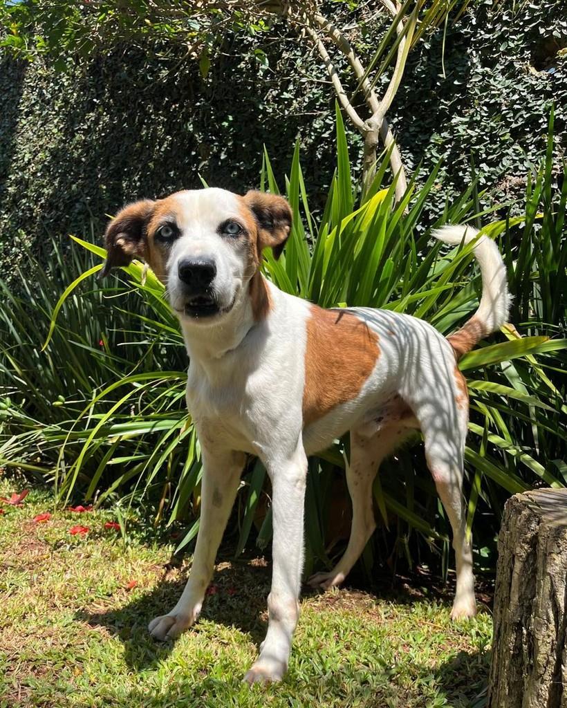 Bruno, cachorro de porte médio para adoção em São Paulo - SP