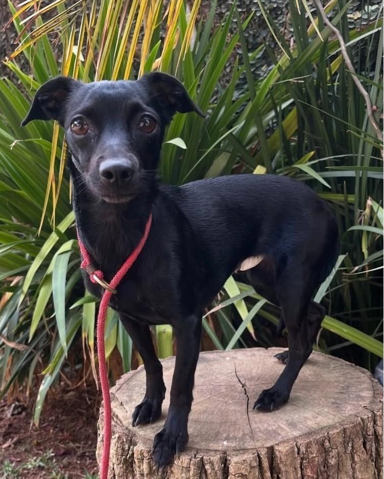 Pequena, cadela de porte pequeno para adoção em São Paulo - SP