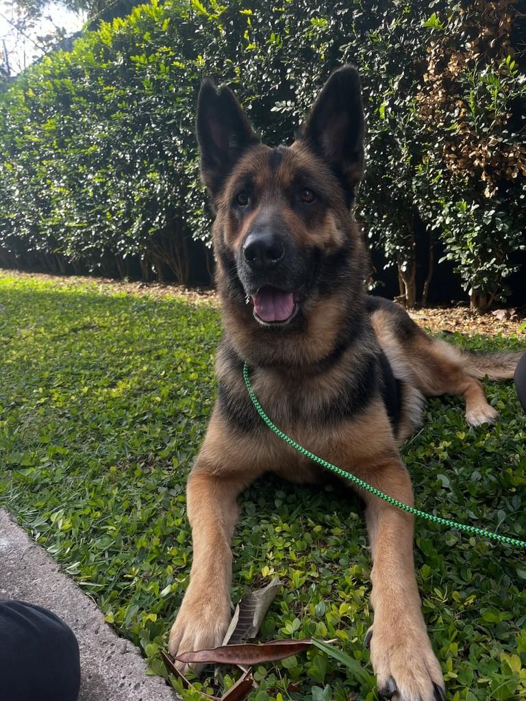 Poliana, cadela de porte grande para adoção em São Paulo - SP